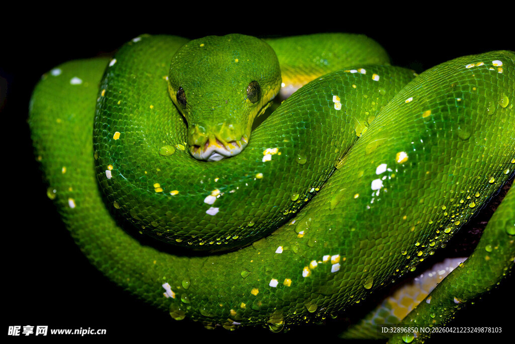 翠绿斑点蛇盘绕特写