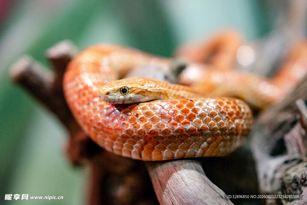 盘绕树枝的橙色花纹蛇