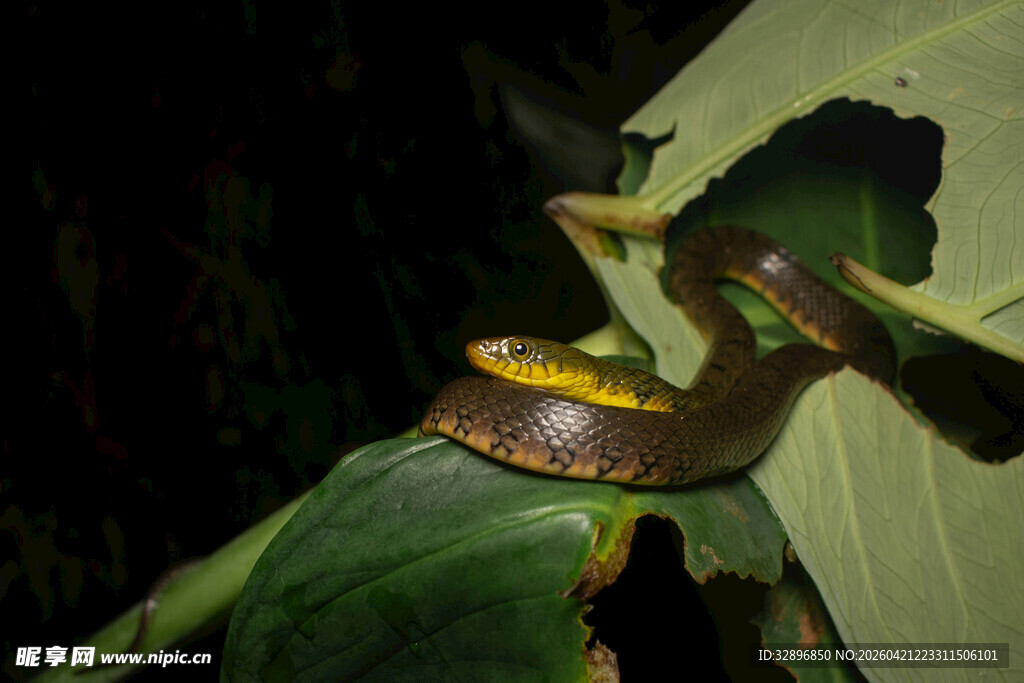 绿叶上的彩色蛇