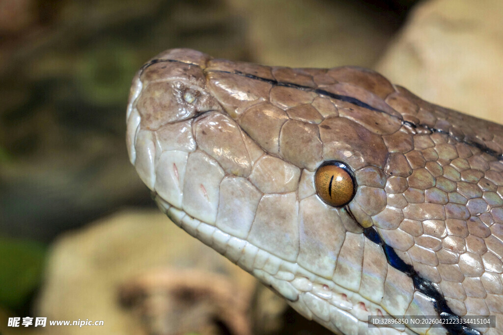 蟒蛇头部特写