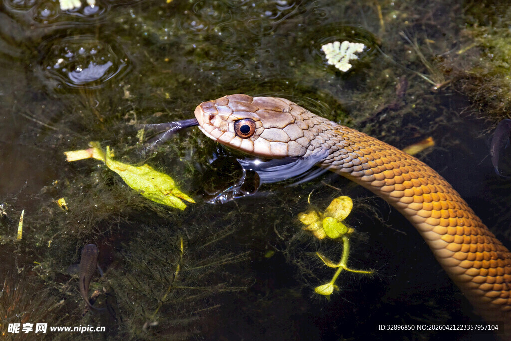 水中蛇捕食青蛙瞬间