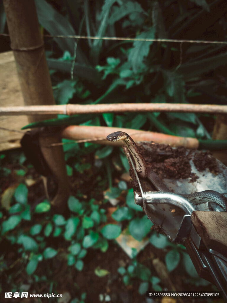 园艺剪刀置于绿植旁