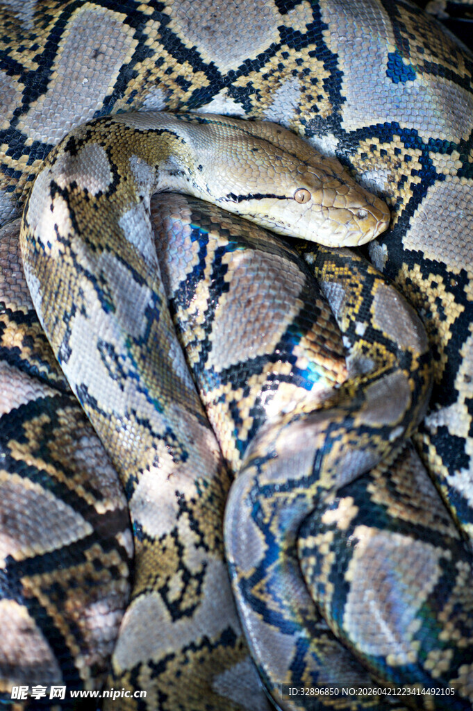 一堆多彩蛇皮纹理的鱼