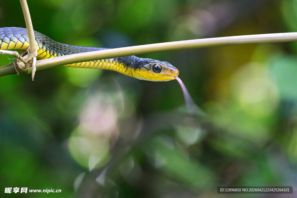 翠绿树枝上的吐信毒蛇