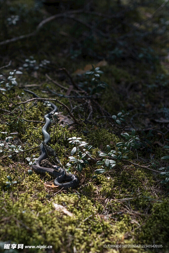 林间光影下的苔藓与小草