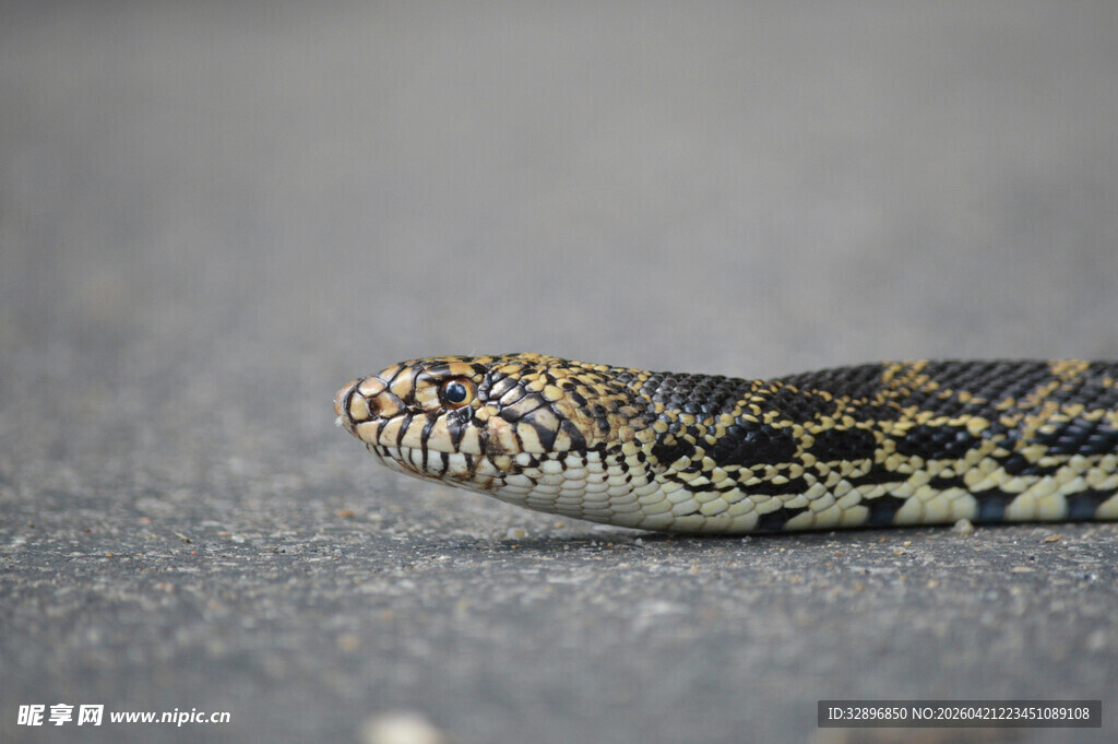 花纹蛇特写