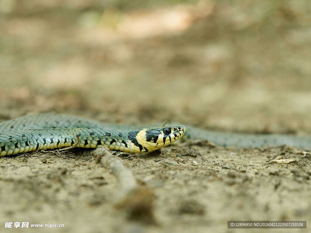 地面上的斑斓花纹蛇