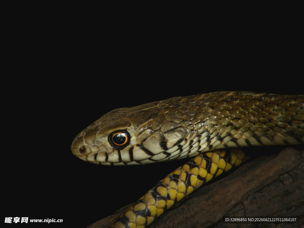 特写神秘的花纹蛇