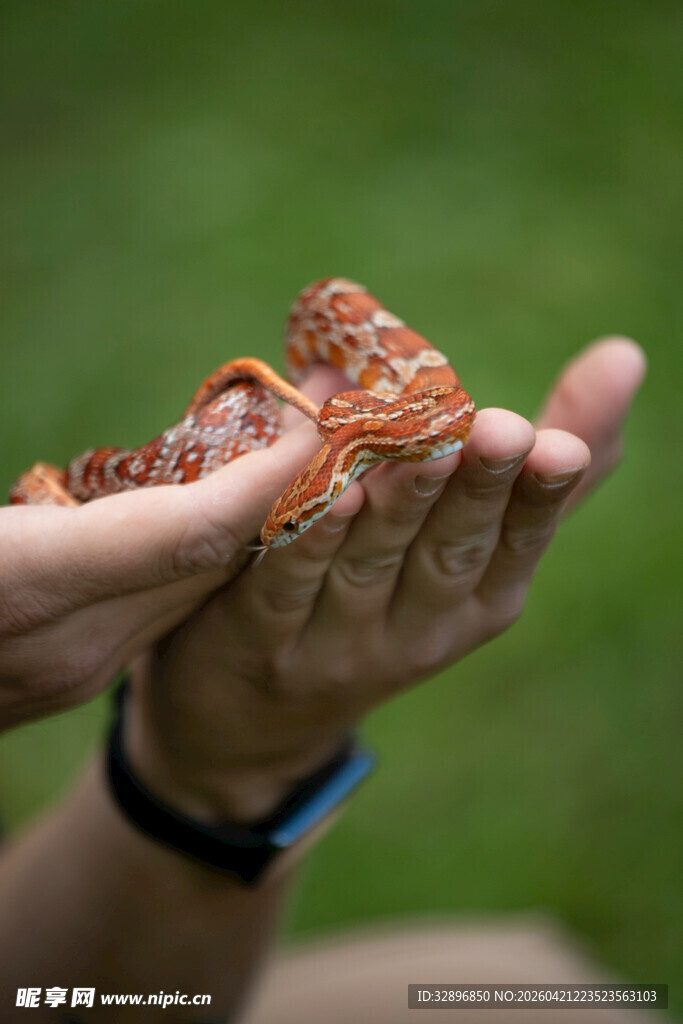 手中把玩的多彩小蛇