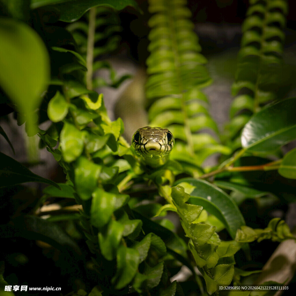 绿叶丛中的神秘青蛙