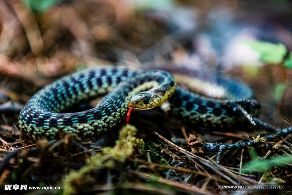 盘绕在林间的彩色毒蛇