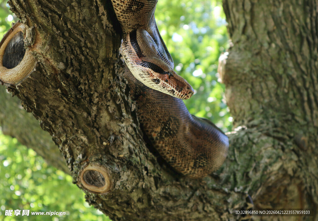 树上挂着的复古风皮靴