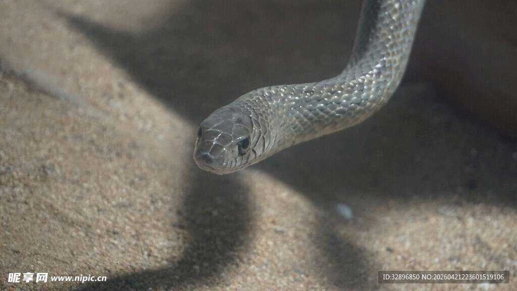 沙漠中的蛇头特写