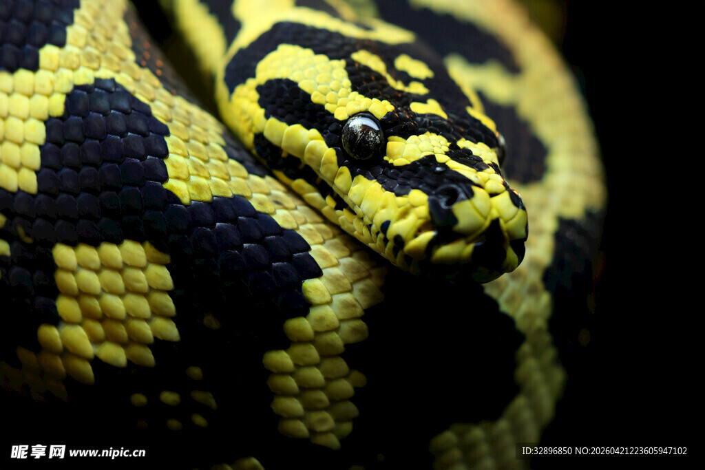 黄黑相间的蛇特写