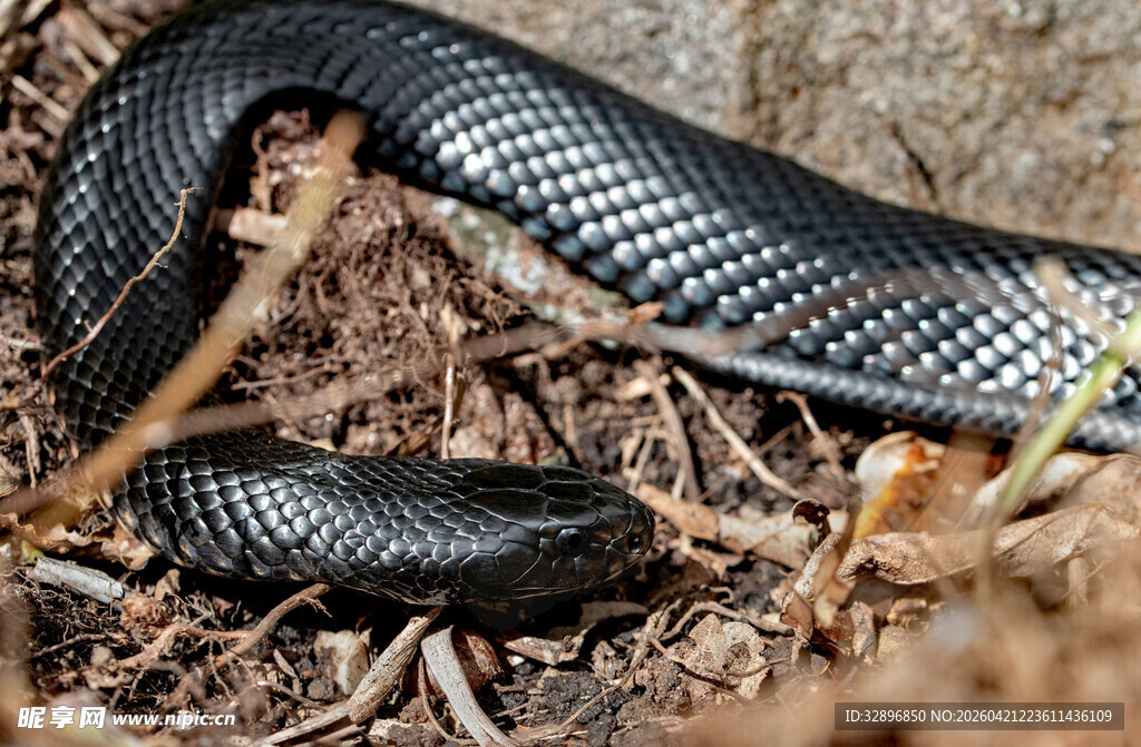 黑蛇盘踞于枯叶间