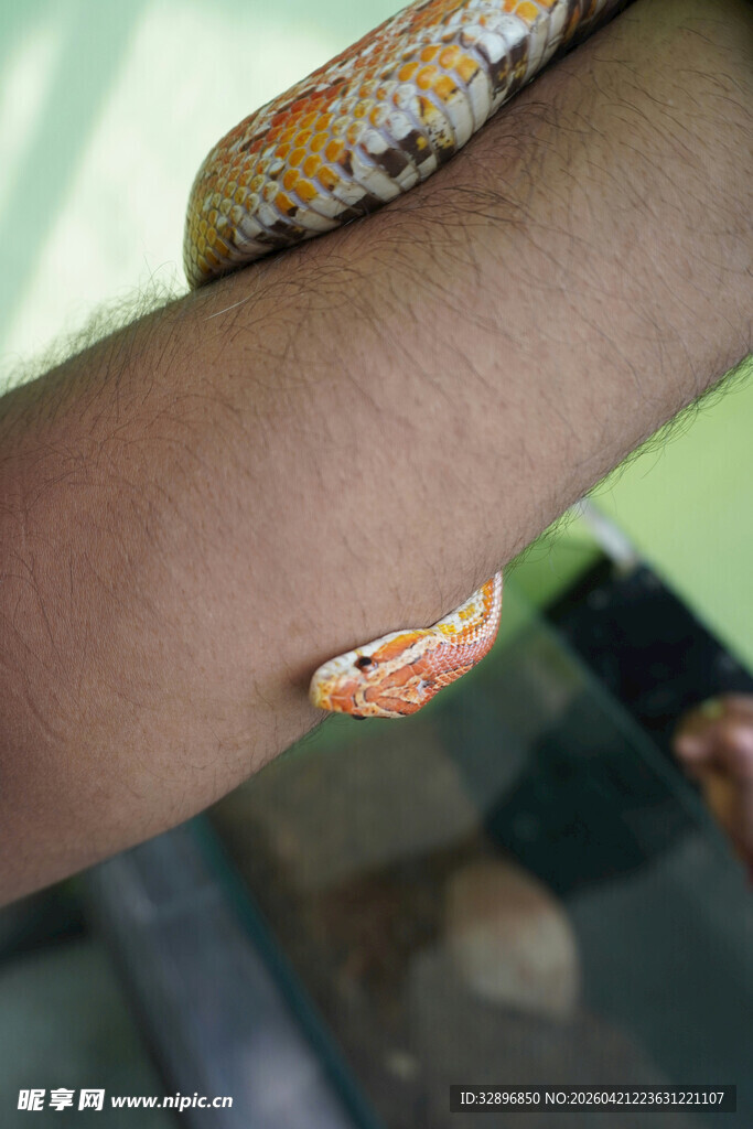 手臂上的多彩蛇类特写