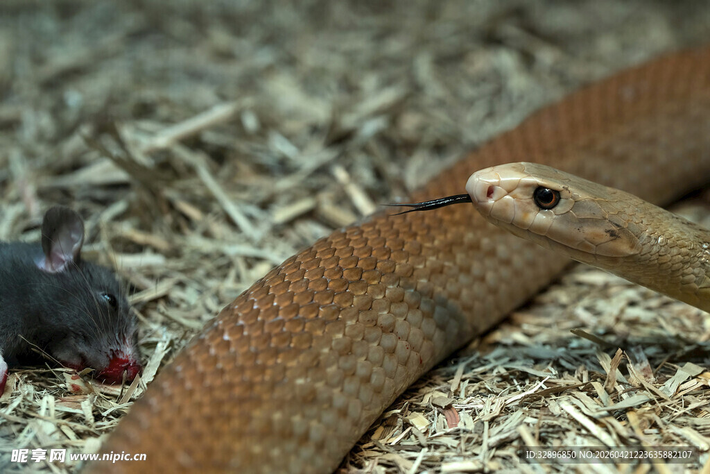 蛇捕食老鼠瞬间