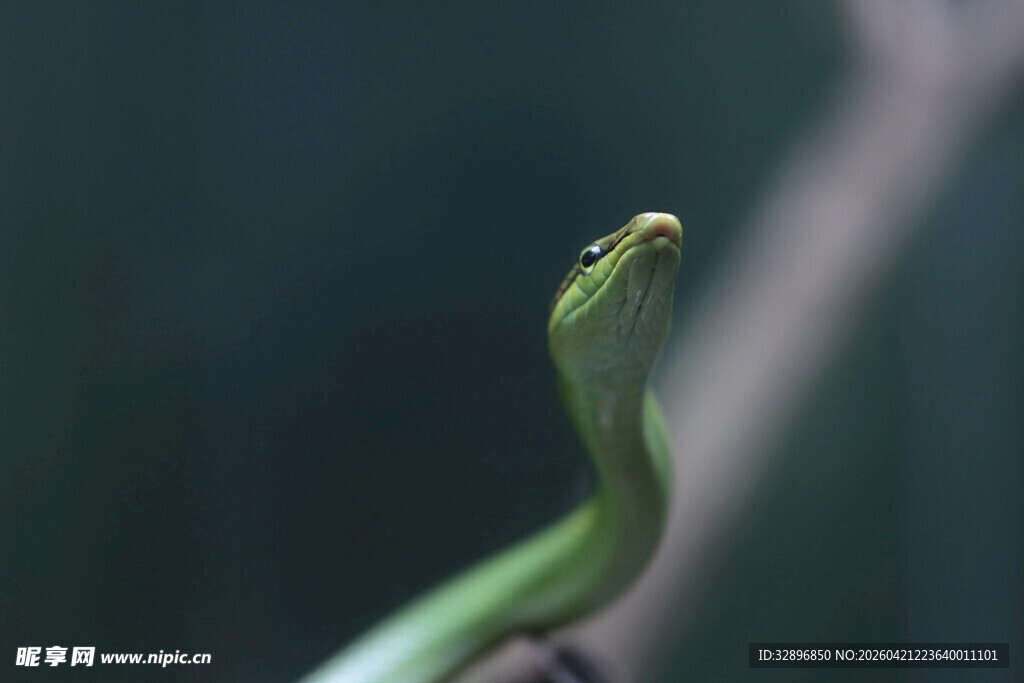 翠绿蛇栖息于枝头