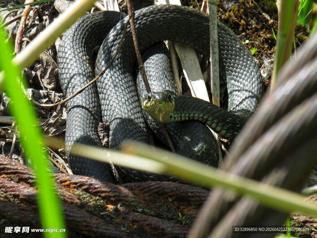 草丛中隐蔽的黑色鞋子