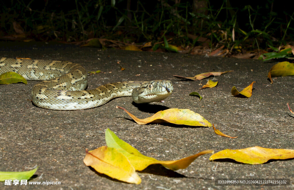 地面上的蜷曲花纹蛇