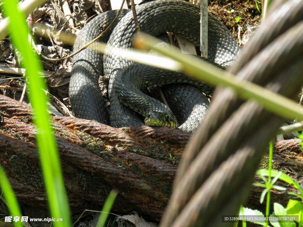 草丛中的蜷缩小刺猬