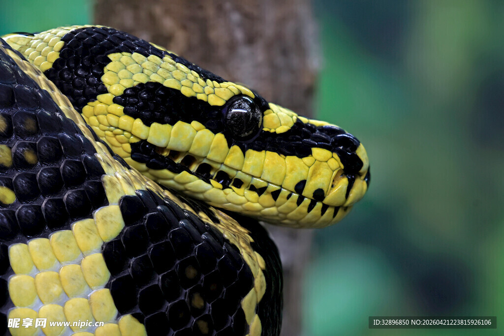黑黄相间蛇特写