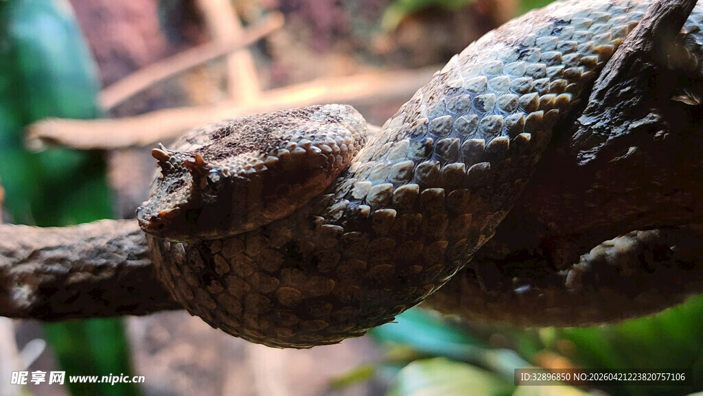 树枝上的隐蔽变色龙