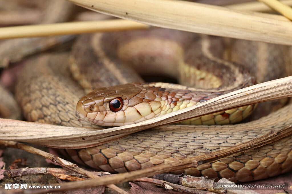 草丛中的蜿蜒蛇类