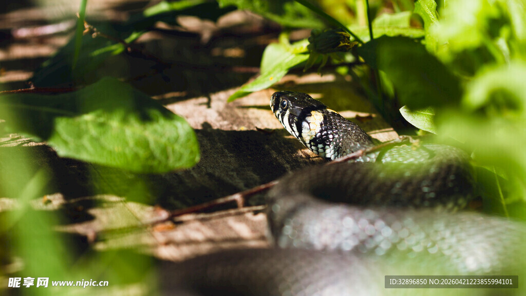 绿叶下的隐秘小动物