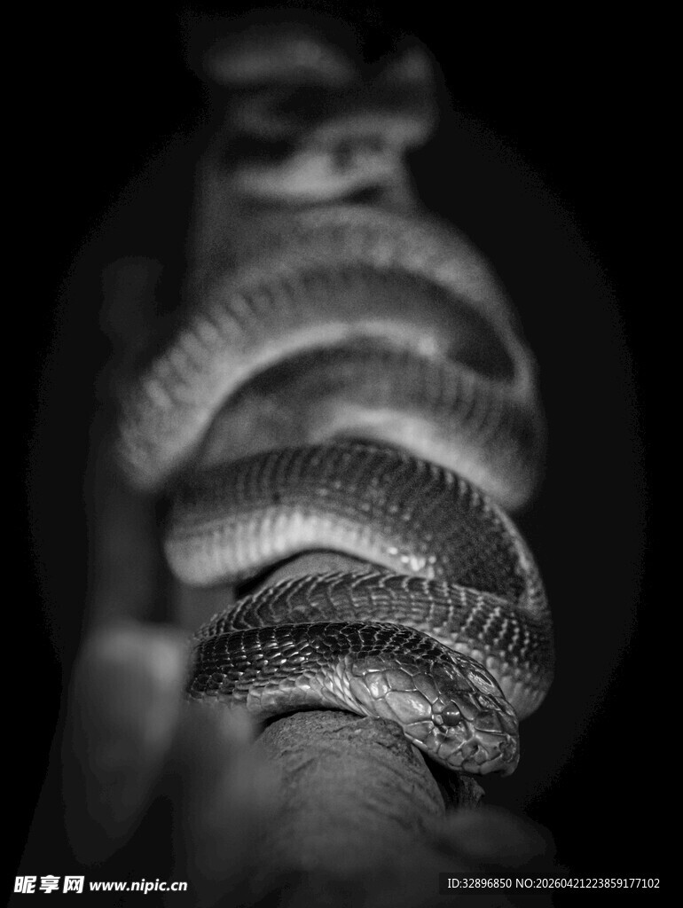 缠绕手臂的蛇特写