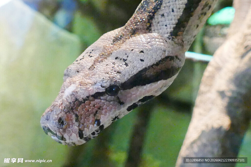 蟒蛇头部特写