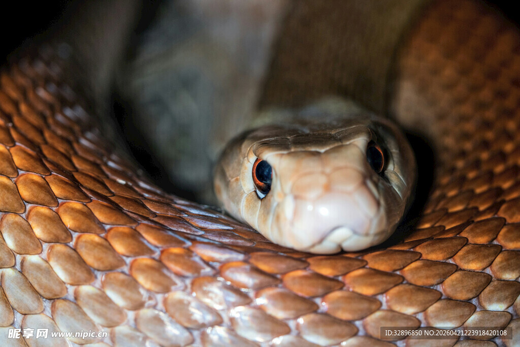 盘绕的蛇头特写