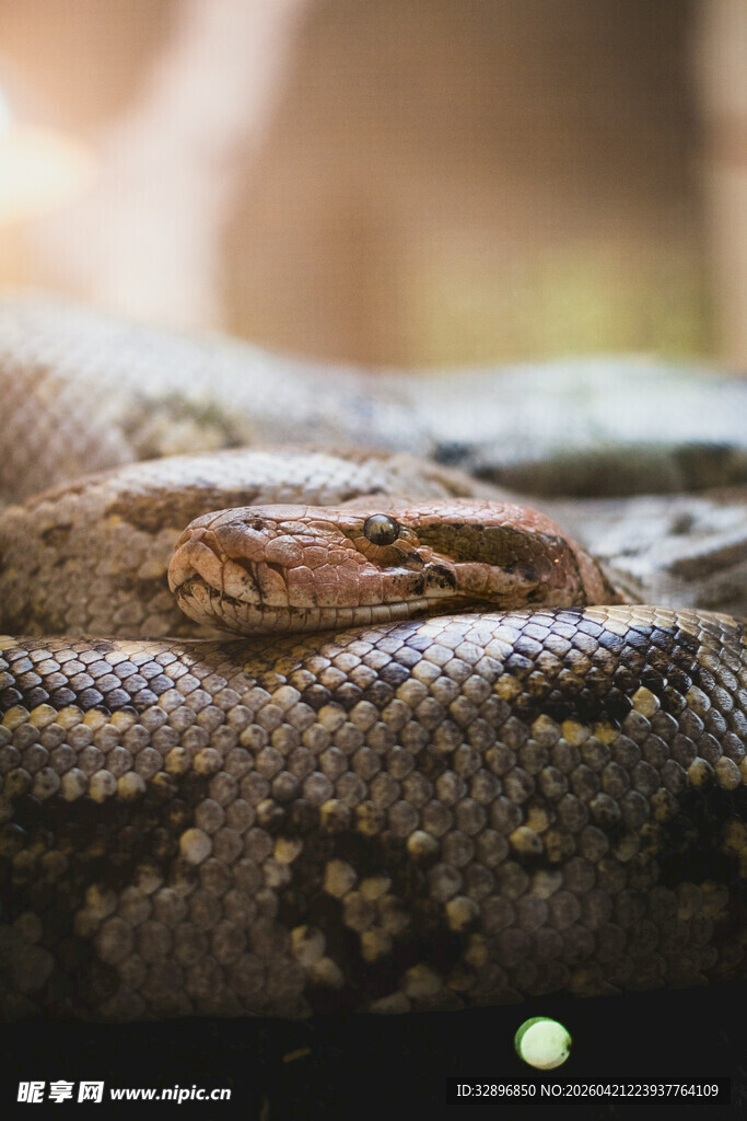 盘绕的蟒蛇