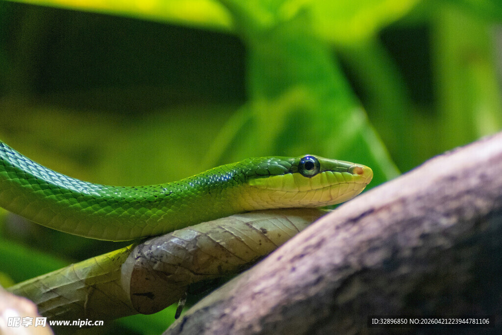 翠绿蛇盘踞于树枝间