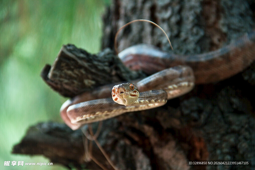 树干上盘踞的花纹蛇