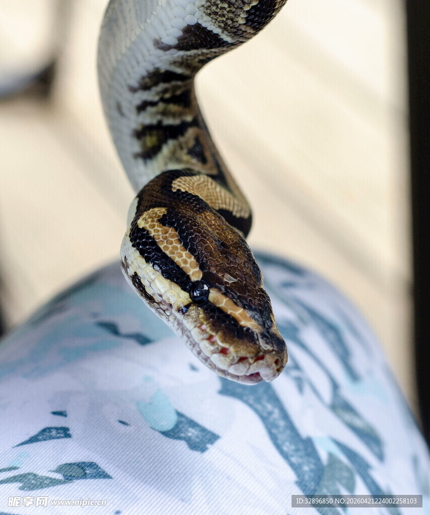 蟒蛇特写