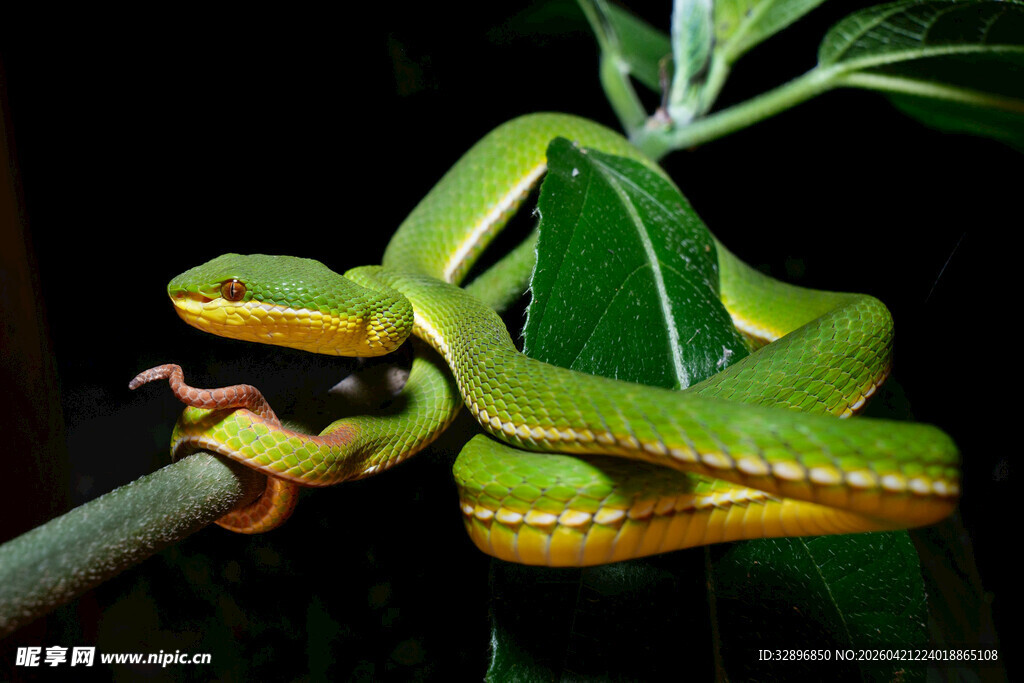 翠绿竹叶上的美丽绿蛇