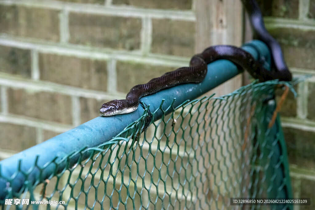 蓝色绳结系于网状围栏上
