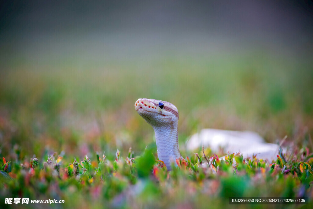 草丛中的抬头蛇