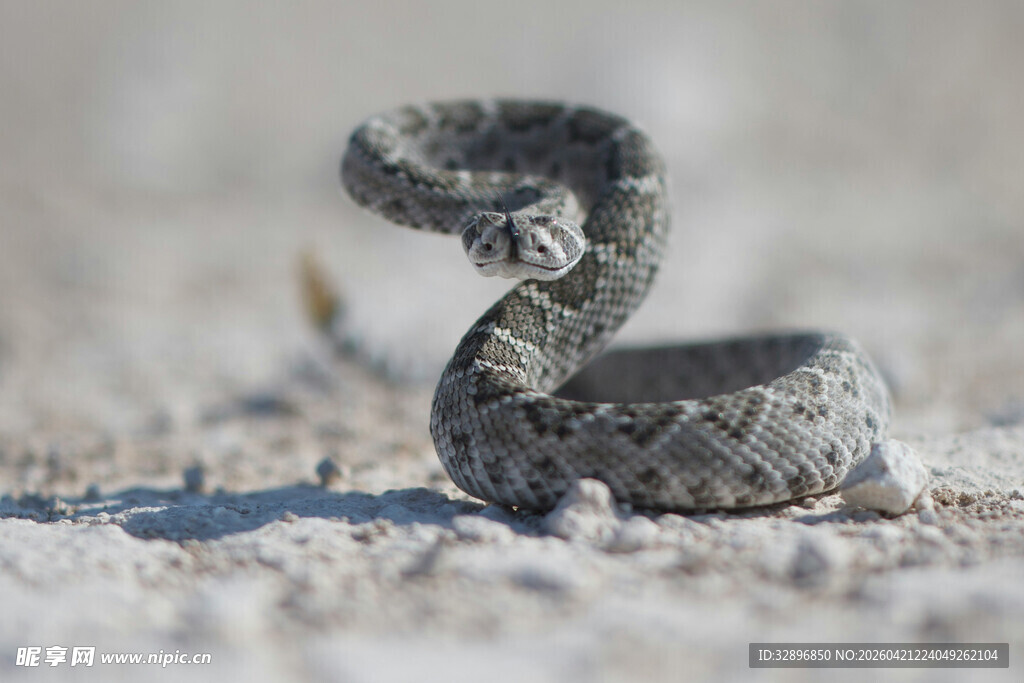 沙漠中的蜷曲响尾蛇