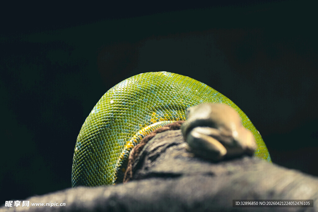 绿叶上的蜗牛特写