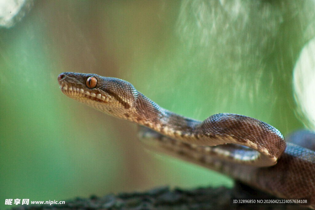 树枝上的蛇特写镜头