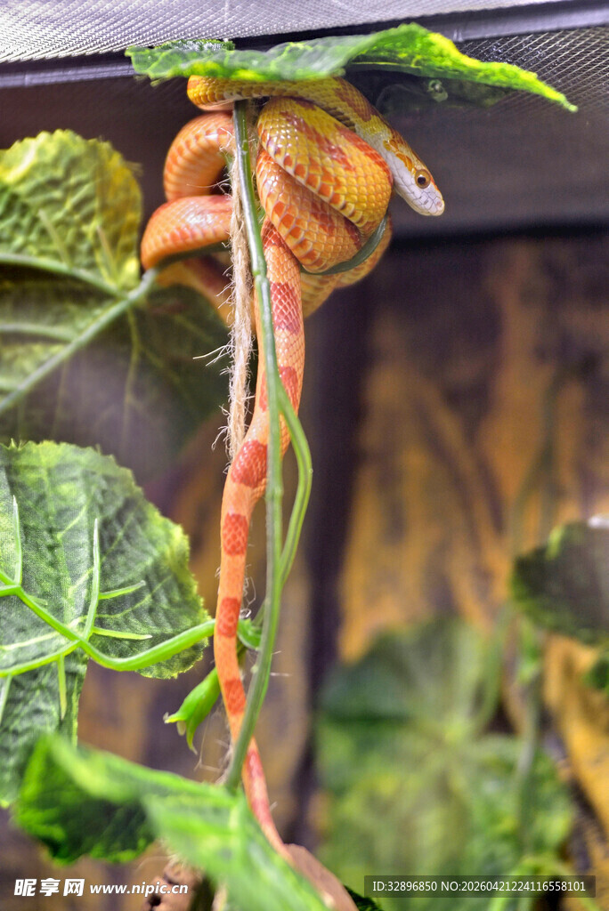 藤蔓上的蜗牛特写