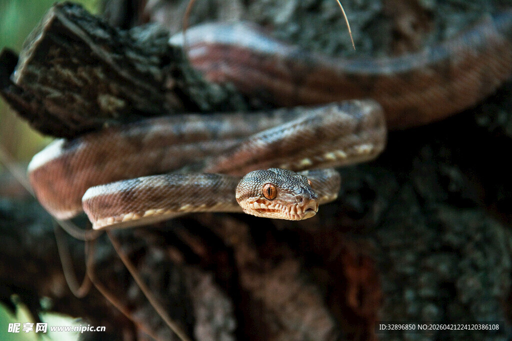 树上缠绕的多彩蛇类