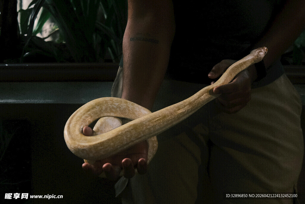 手持盘绕的蛇特写画面