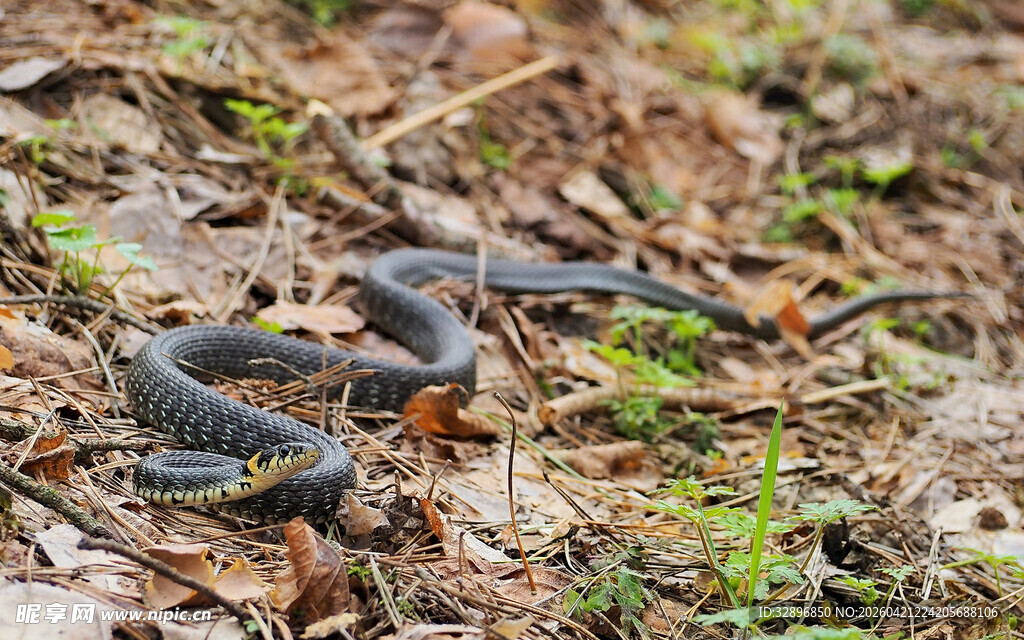 林间盘绕的花纹蛇