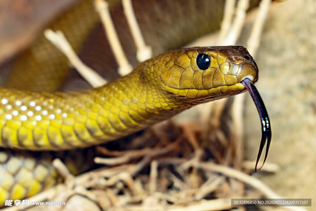 吐信的黄色蛇