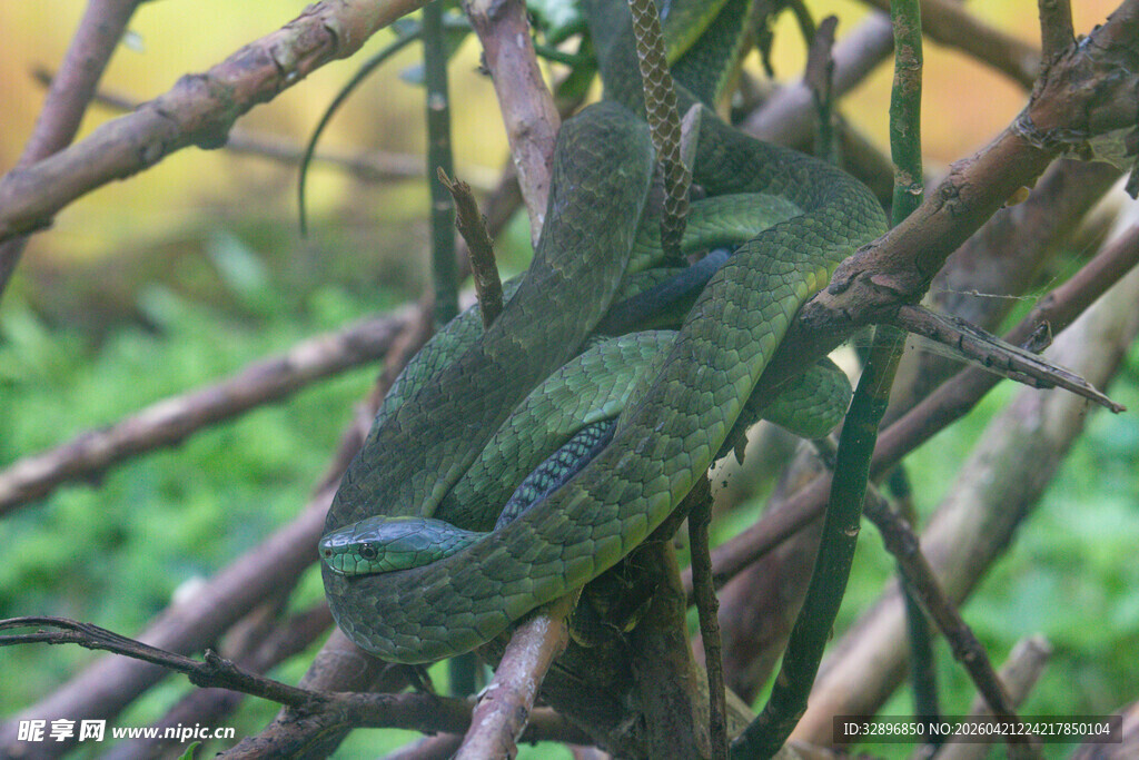 树枝上的绿色变色龙