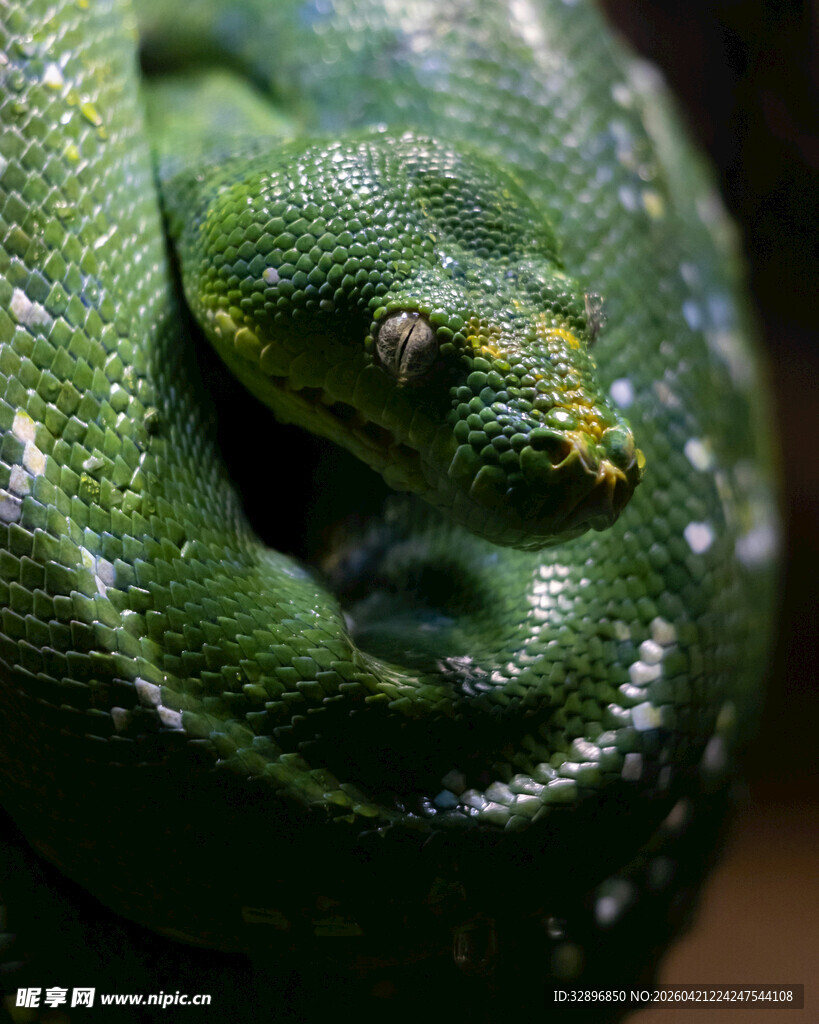 翠绿蟒蛇特写