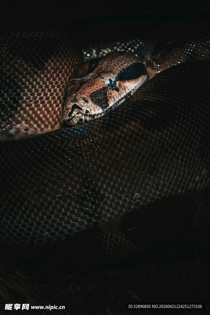 隐匿于网中的斑斓蛇类